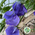 Sweet Pea 'Flowering' (Cultivated E) (x10)