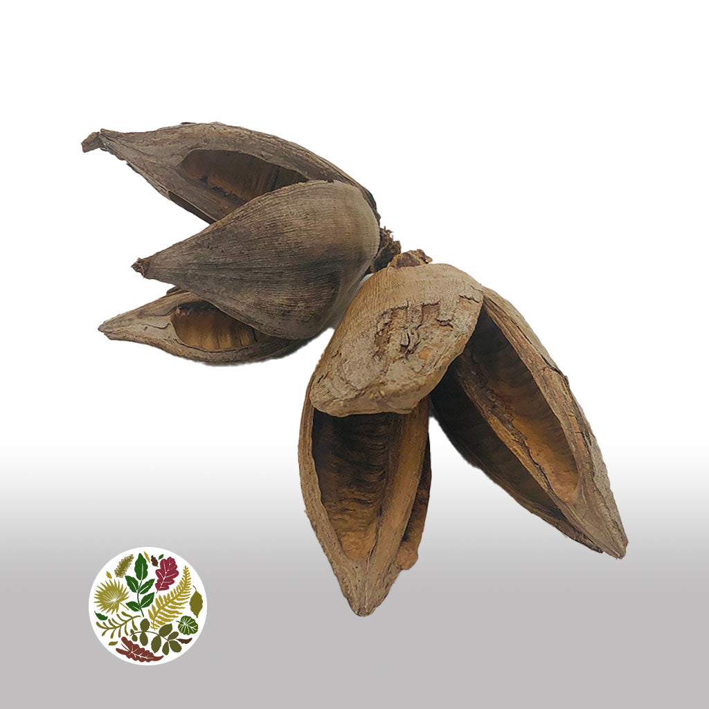 Sororoca Penca Flower DRY (2pcs)