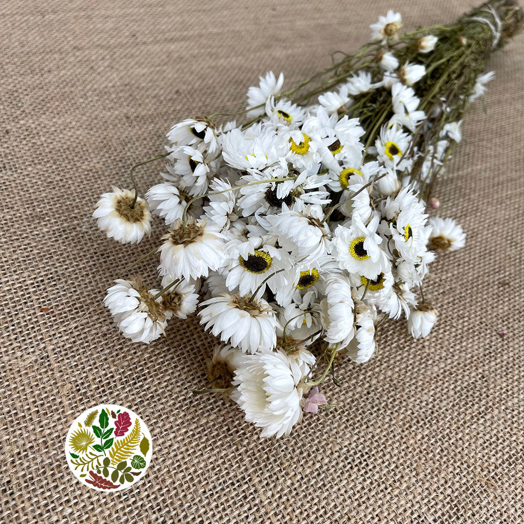Rodanthe Flower &#39;White Natural&#39; (DRY)