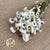 Rodanthe Flower 'White Natural' (DRY)
