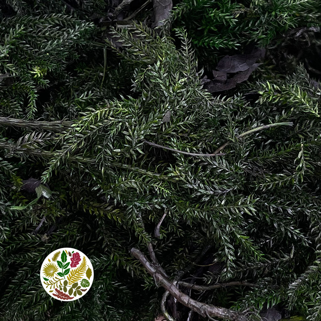 Moss 'Erica' (Green) (DRY) (500g)