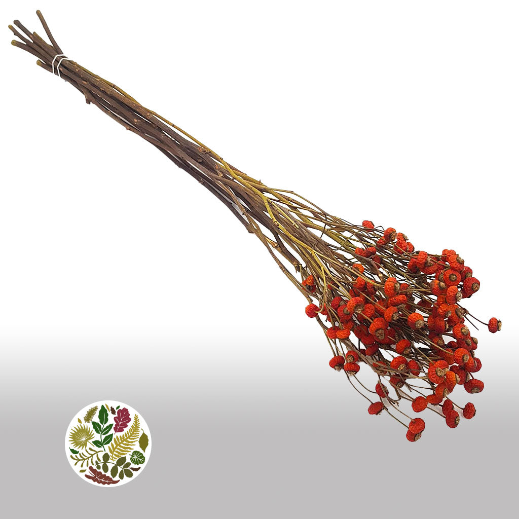 Rose Hips &#39;Dried&#39; (x10)