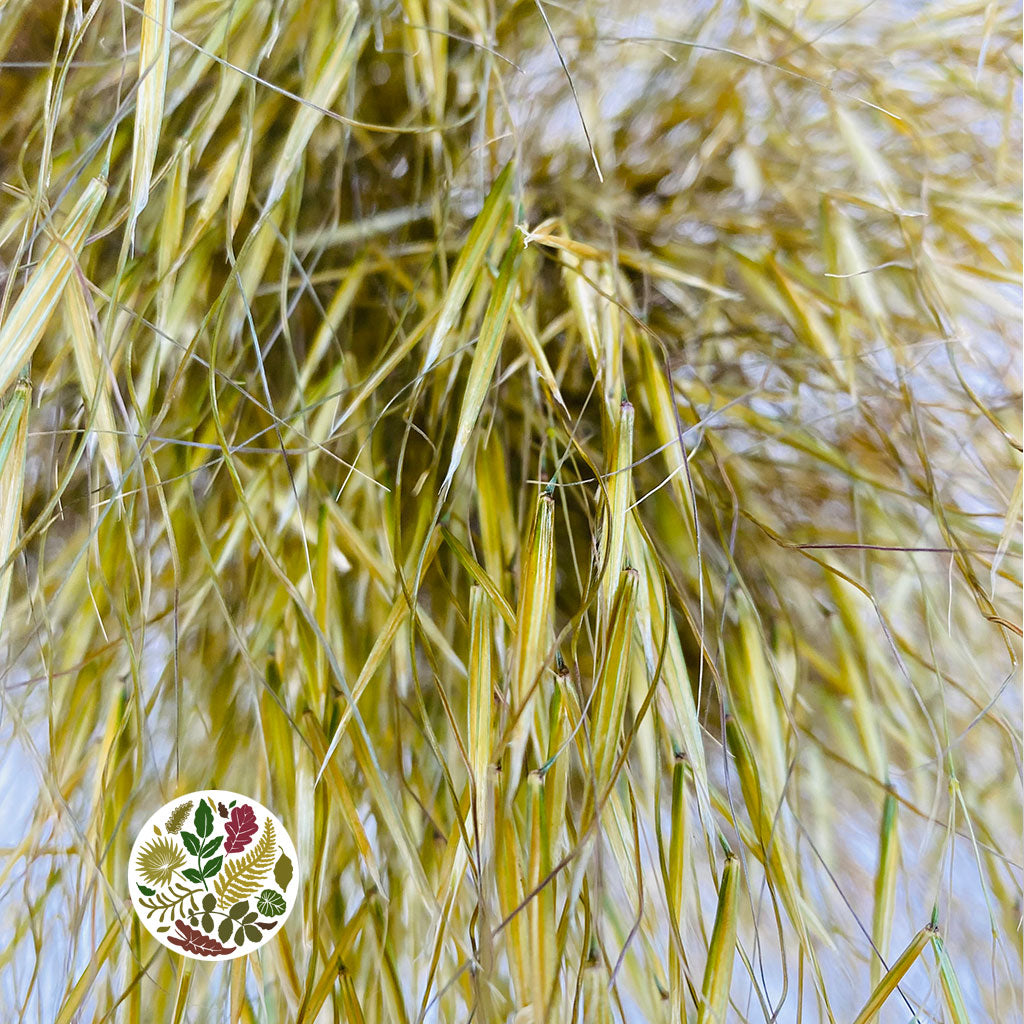 Grass 'Stipa Gigantea' (x10) (Various Sizes)