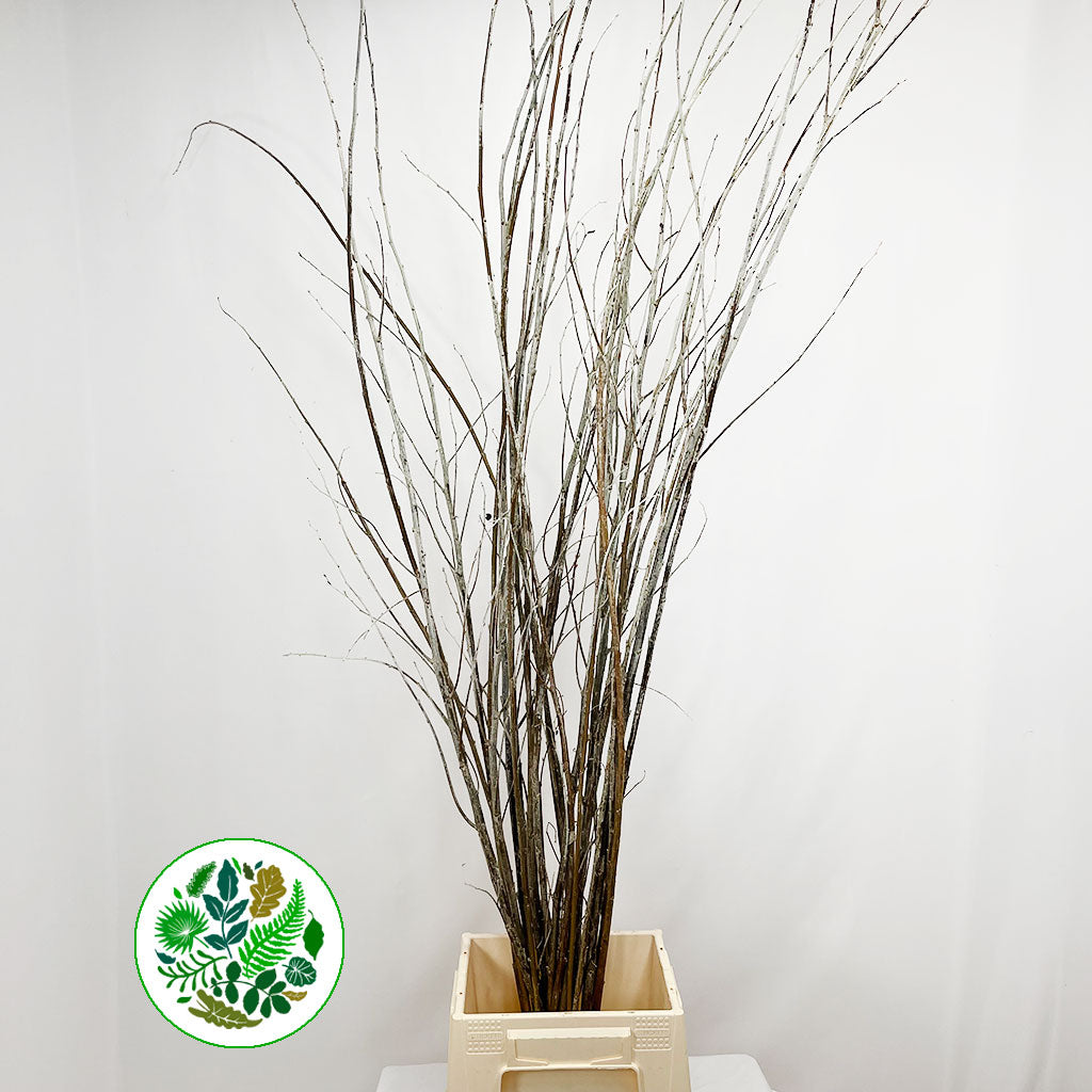 Populus &#39;Alba&#39; (Various heights)