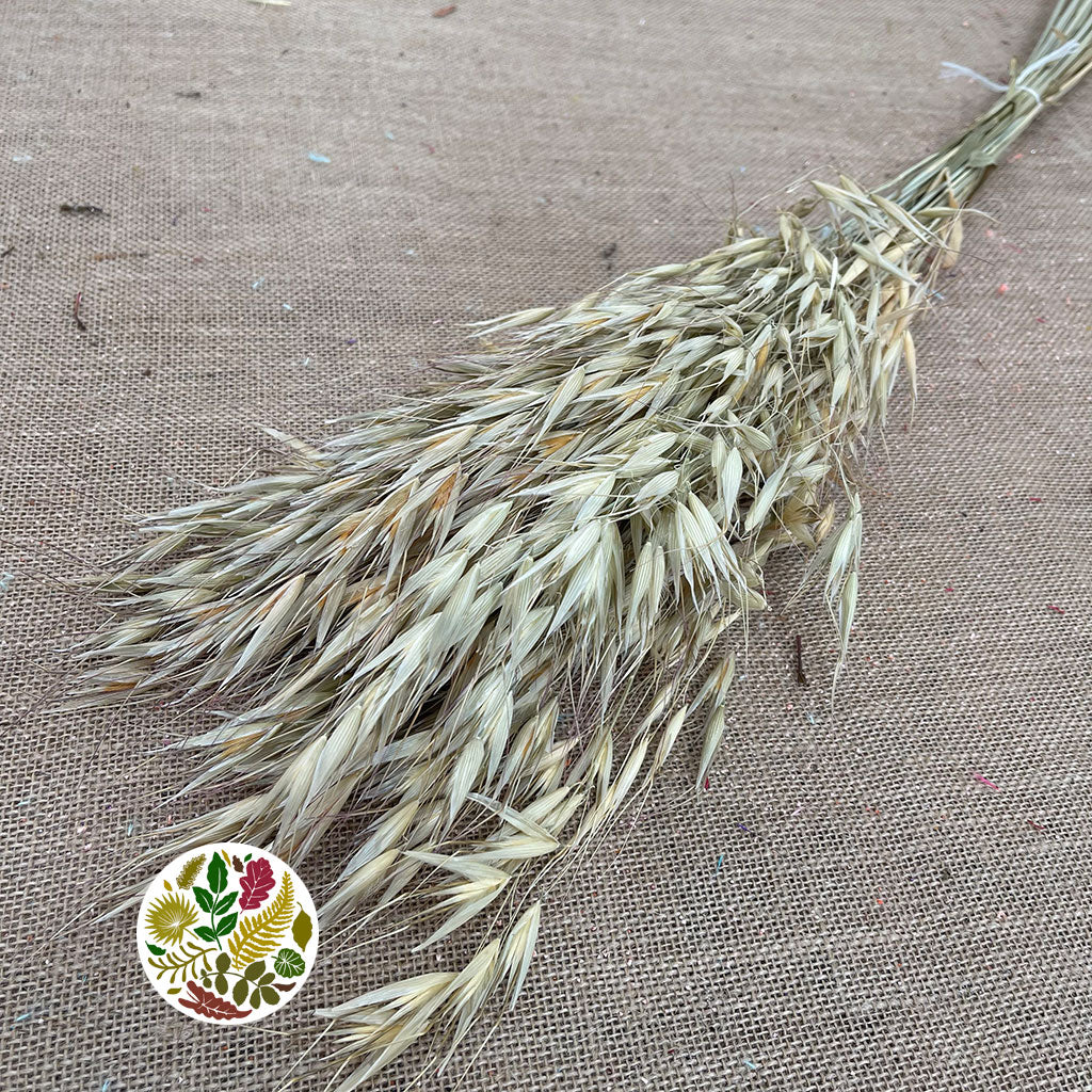 Grass 'Oats' Tall (Avena) (DRY)
