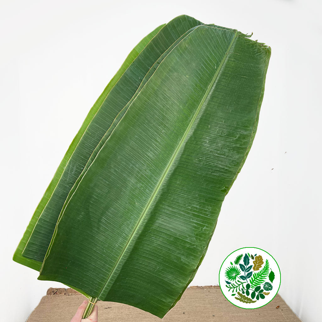 Banana 'Leaves' (Large) (x5)