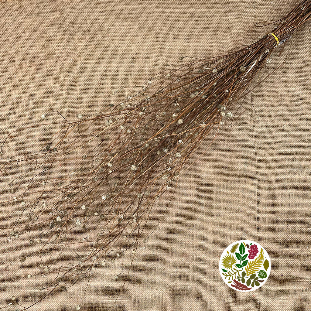 Gomphrena Wild 'Depressa' (Natural) (DRY) 35cm