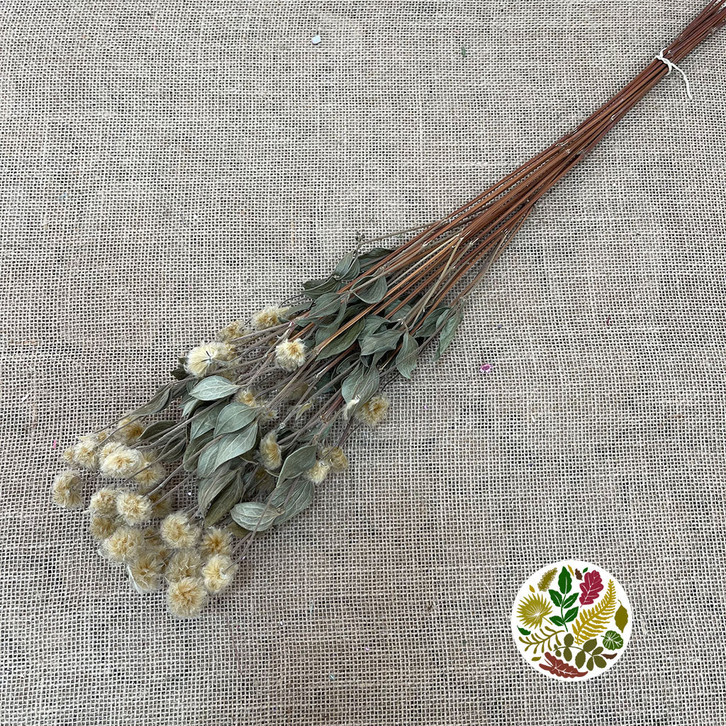 Clematis 'Flower' (DRY)