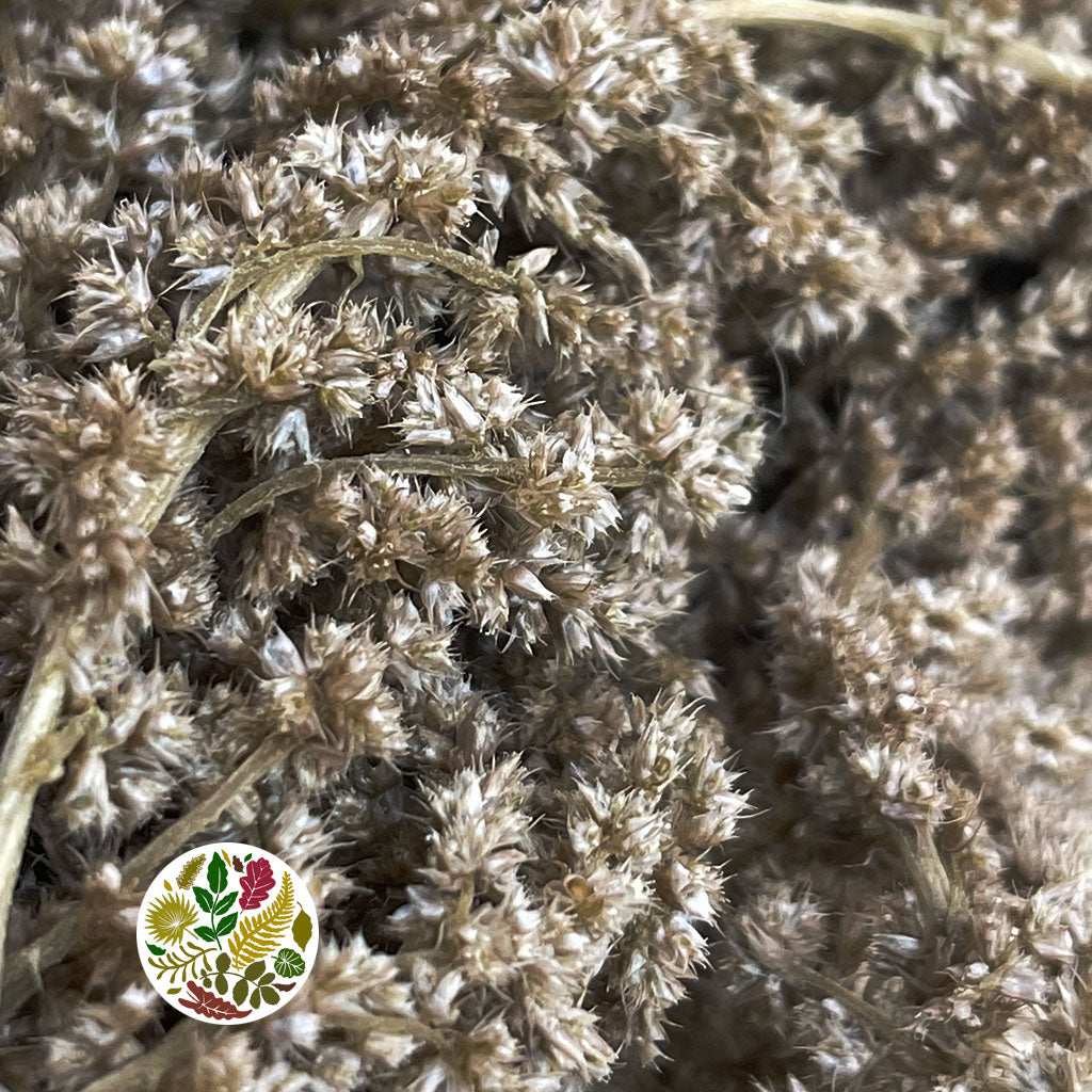 Amaranthus &#39;Trailing&#39; (Natural Brown)