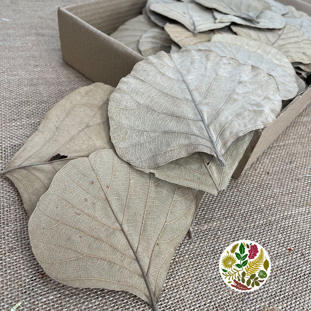 Cobra Leaves (Natural) (DRY) (100pcs)