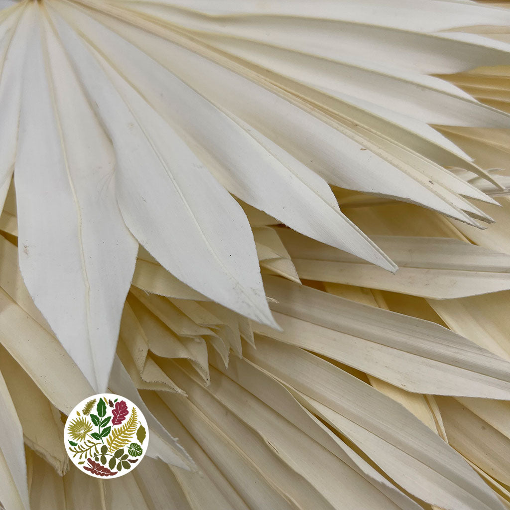 Palm &#39;Fan Palm&#39; (Bleached) DRY (x10)