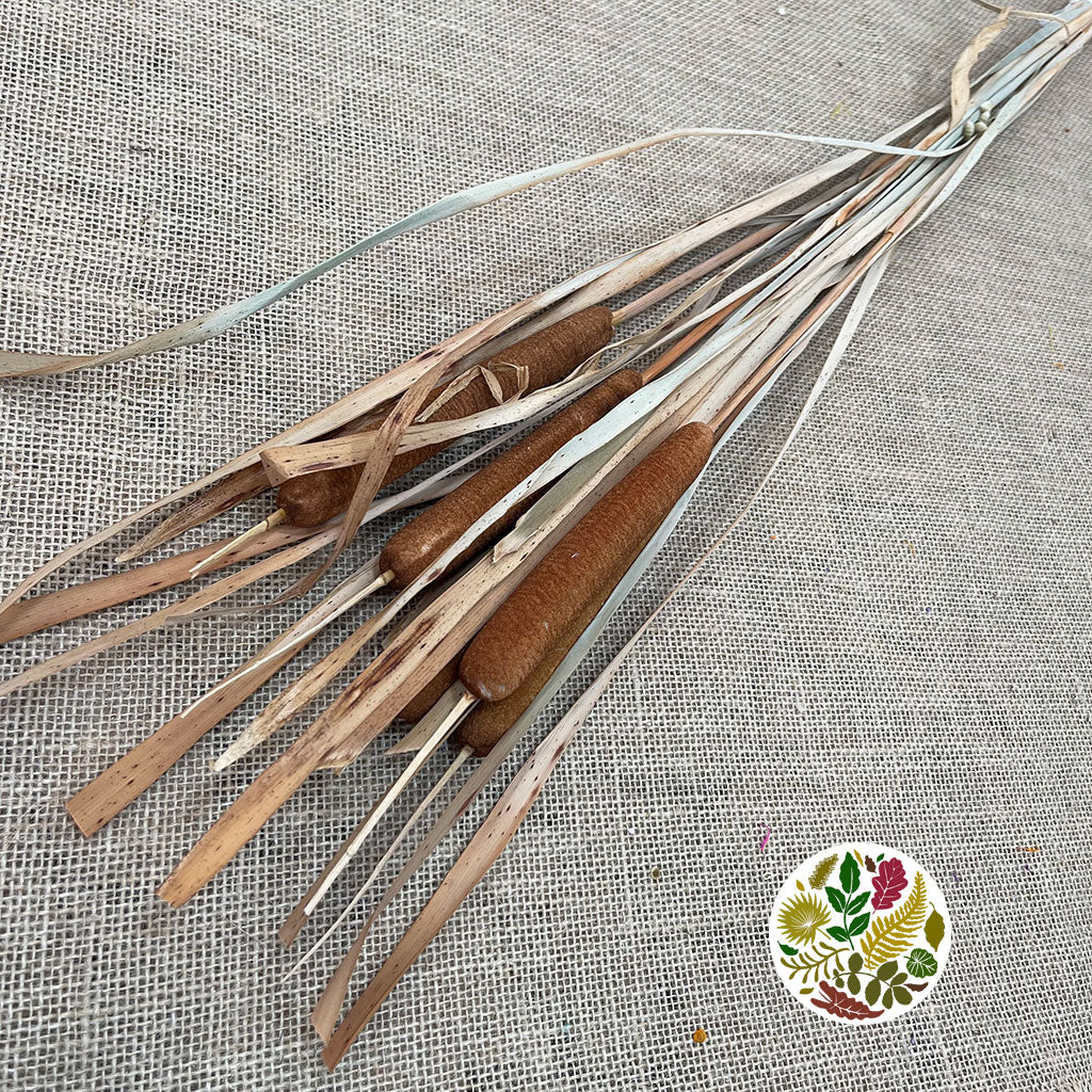 Grass 'Typha' (Bull Rush) (DRY) (Natural) 70cm - Porters Foliage Ltd