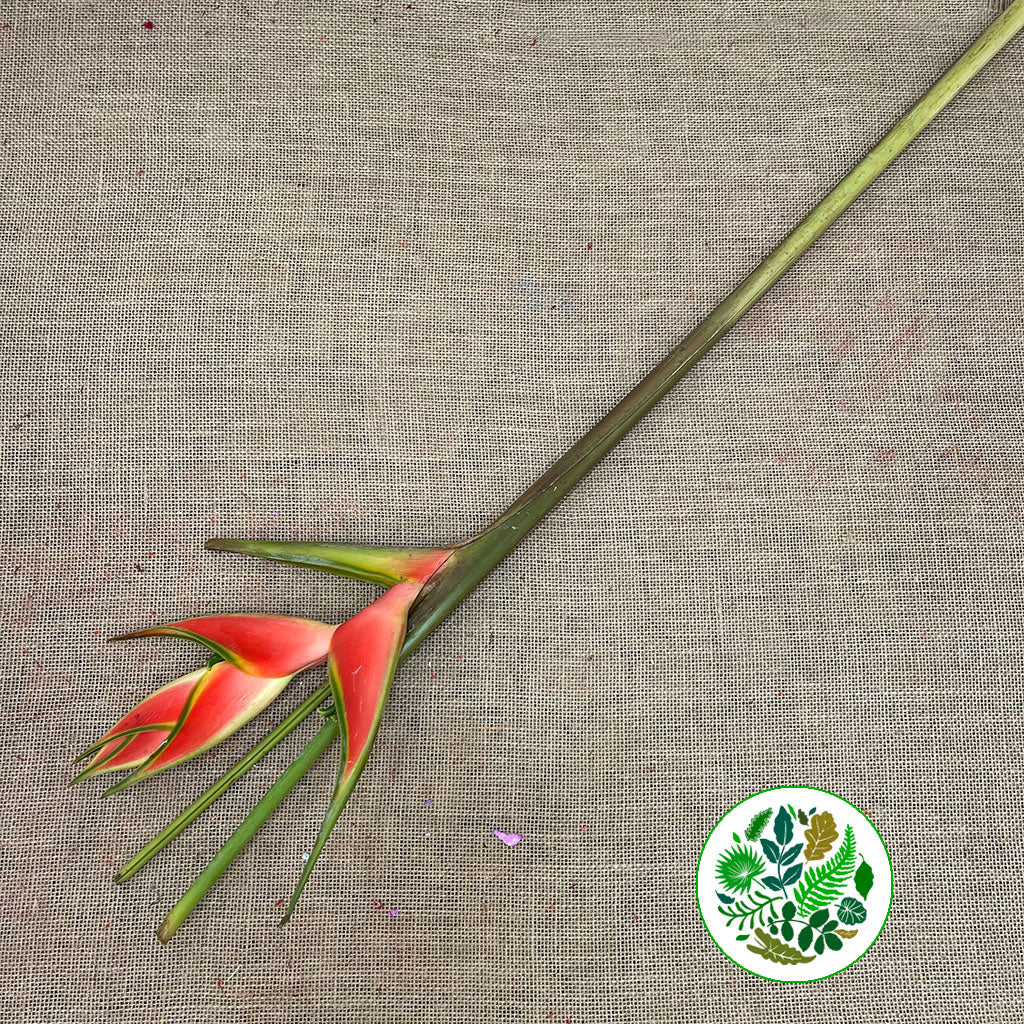 Heliconia 'Wagneriana' Small 1m (Per Stem)