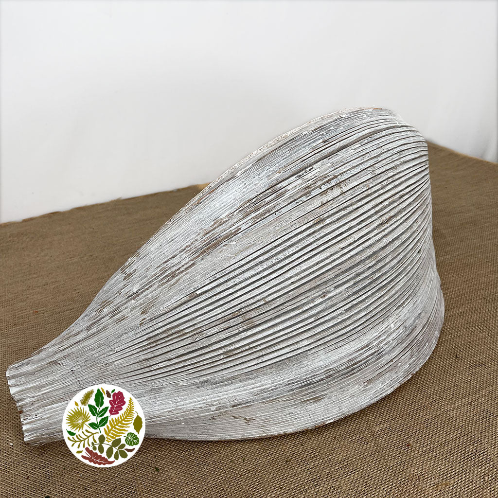 Coconut 'Galara Big' (White Wash) (DRY)