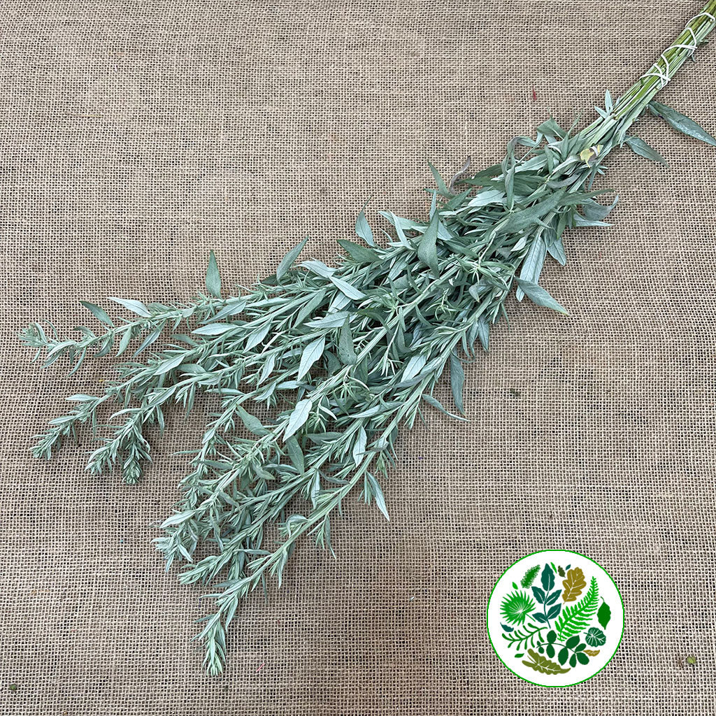 Artemisia (x10)