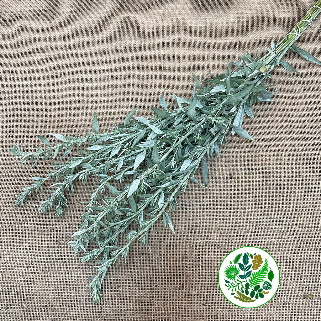 Artemisia (x10)