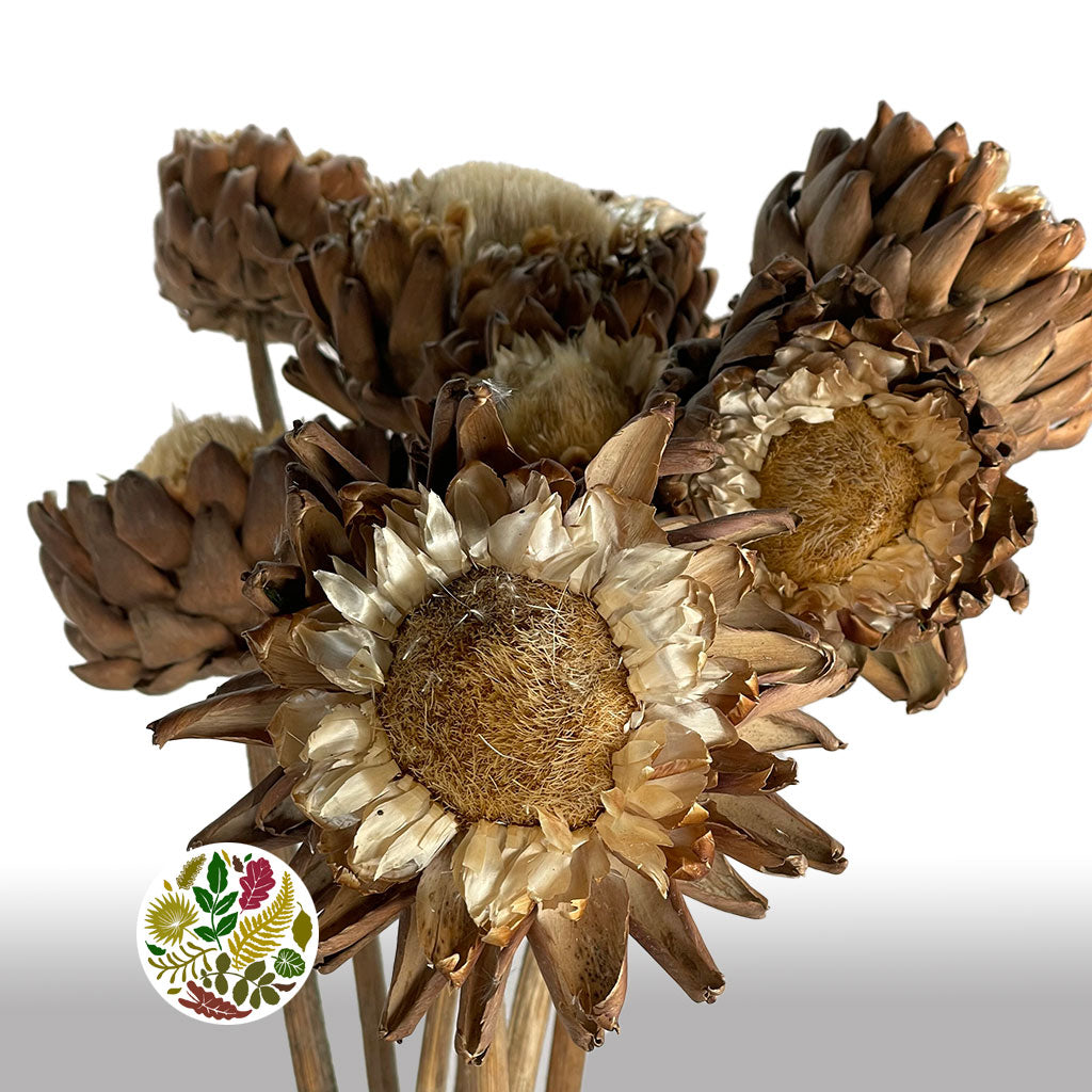 Artichoke (Natural) 1.8-2m DRY (per stem)