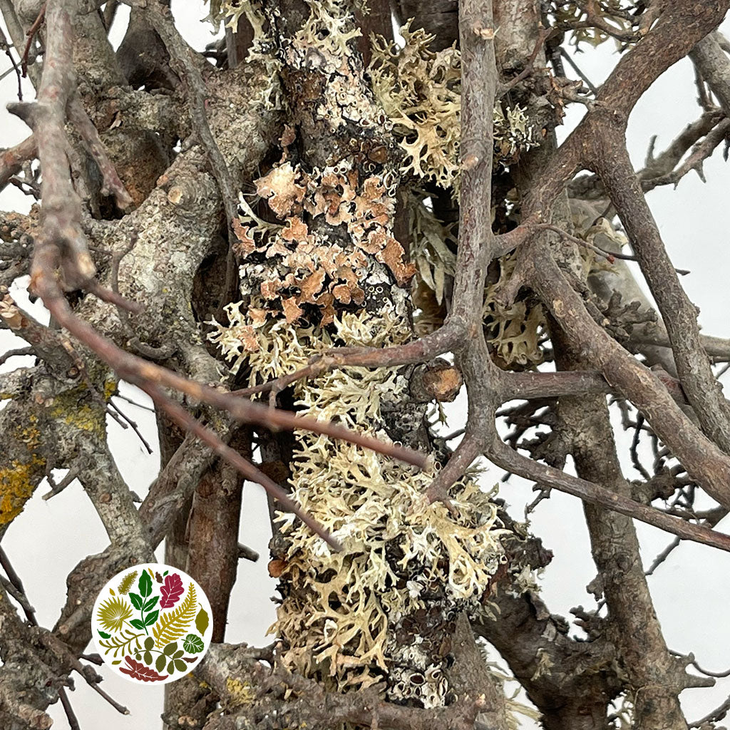 Bonsai &#39;Tree&#39; (DRY) 60cm