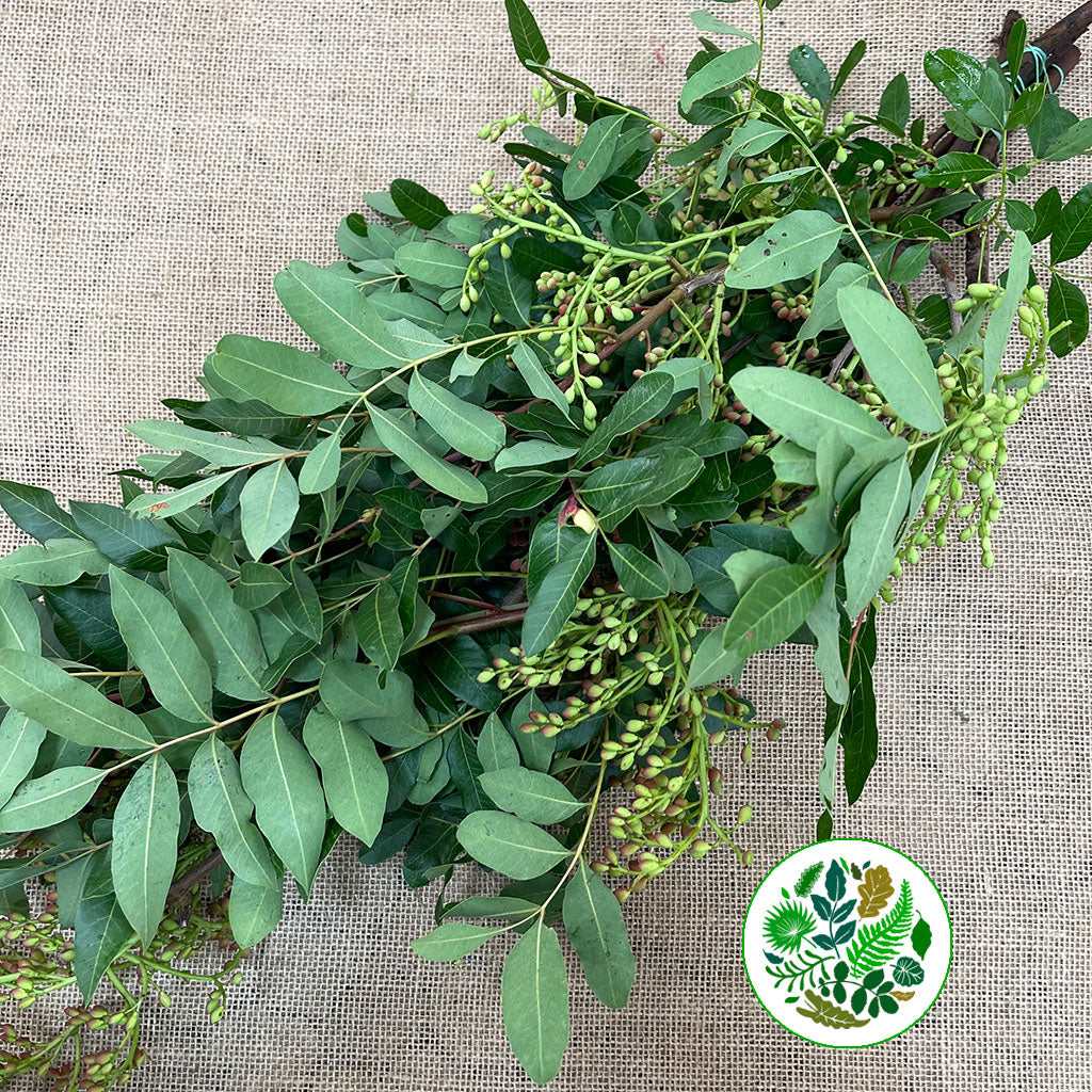 Pistache &#39;Berries&#39; (Italian)