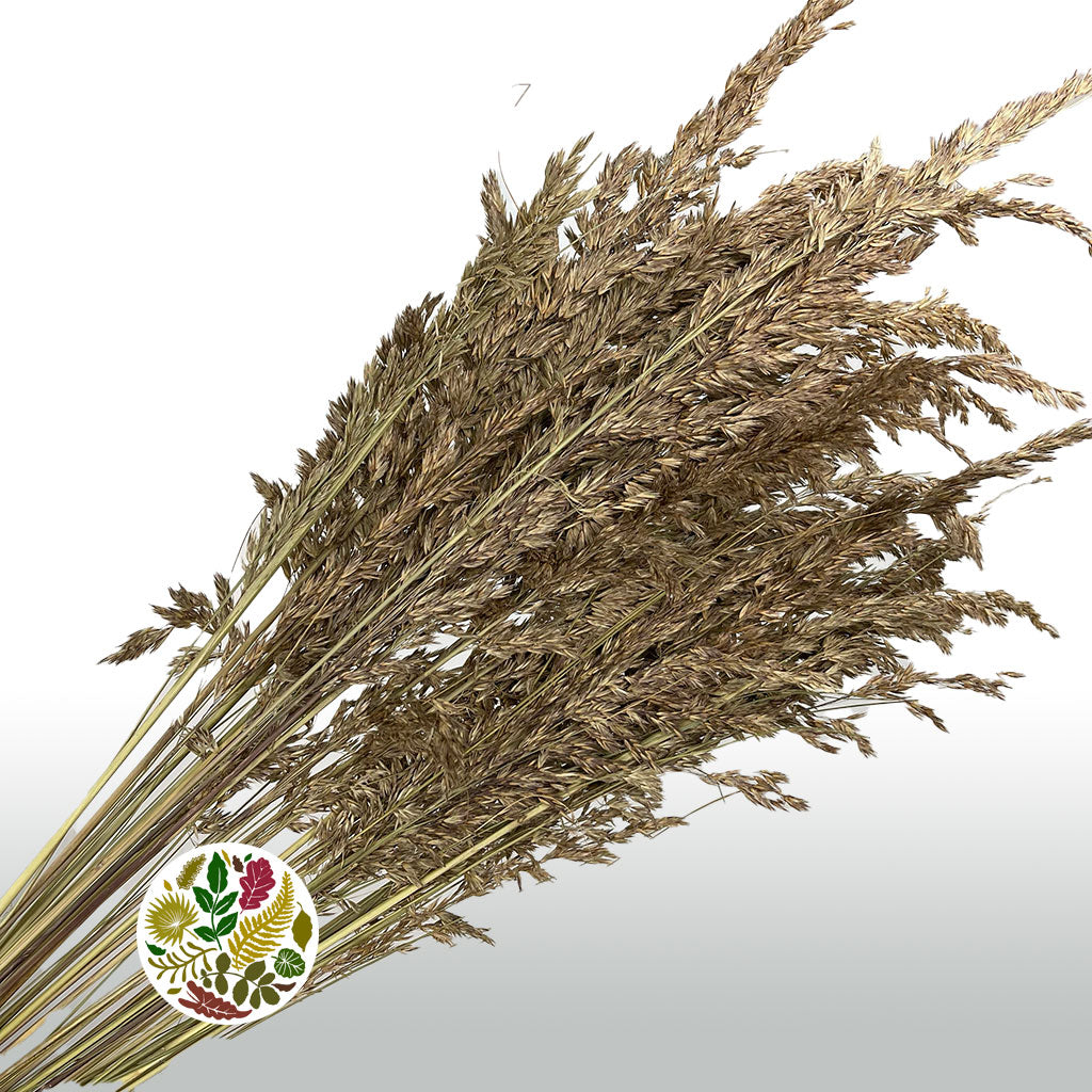 Grass &#39;Ampelodesmos&#39; (Natural) DRY (x10)