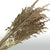 Grass 'Ampelodesmos' (Natural) DRY (x10)