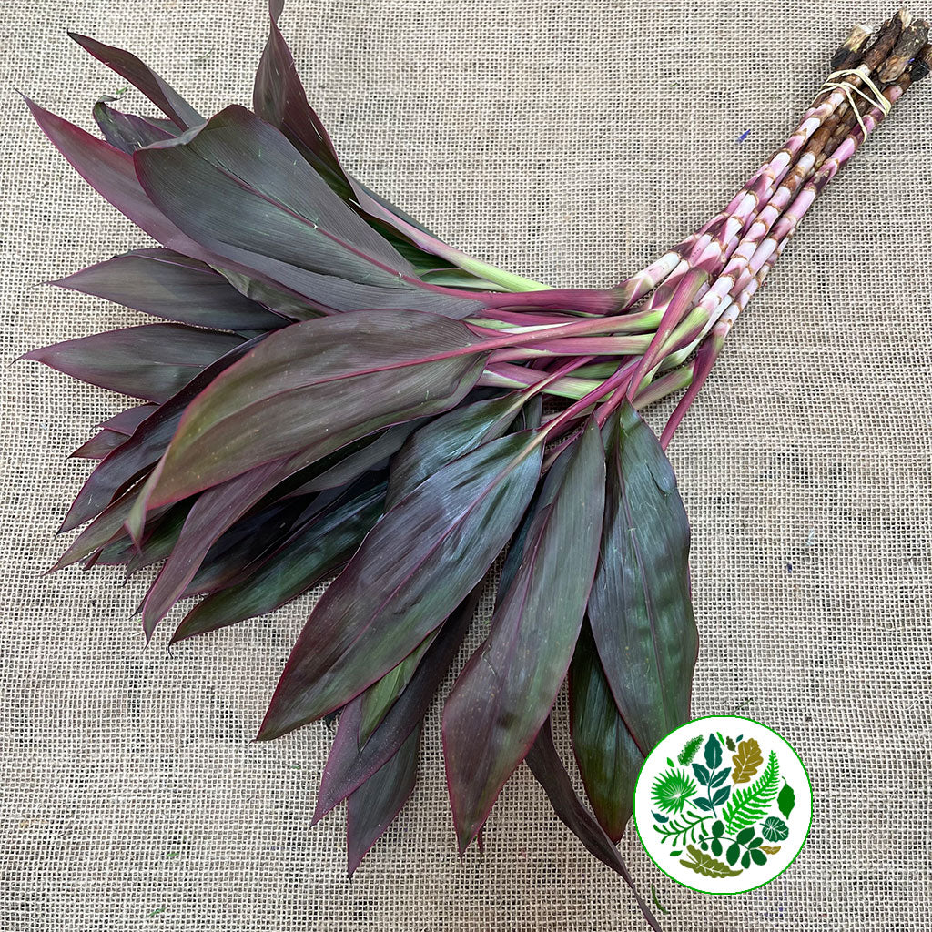 Cordyline Tips &#39;Red Sister&#39; Small 60cm (x10)