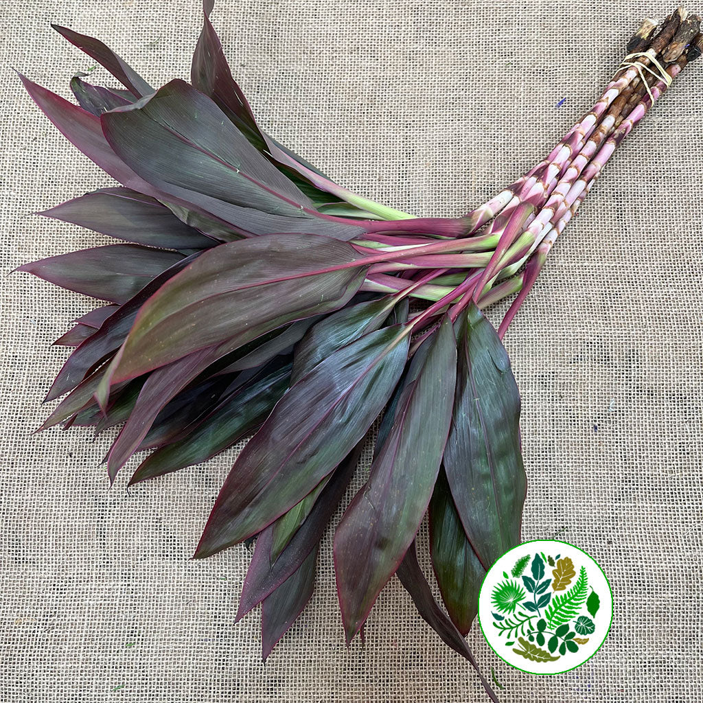 Cordyline Tips 'Red Sister' Small 60cm (x10)