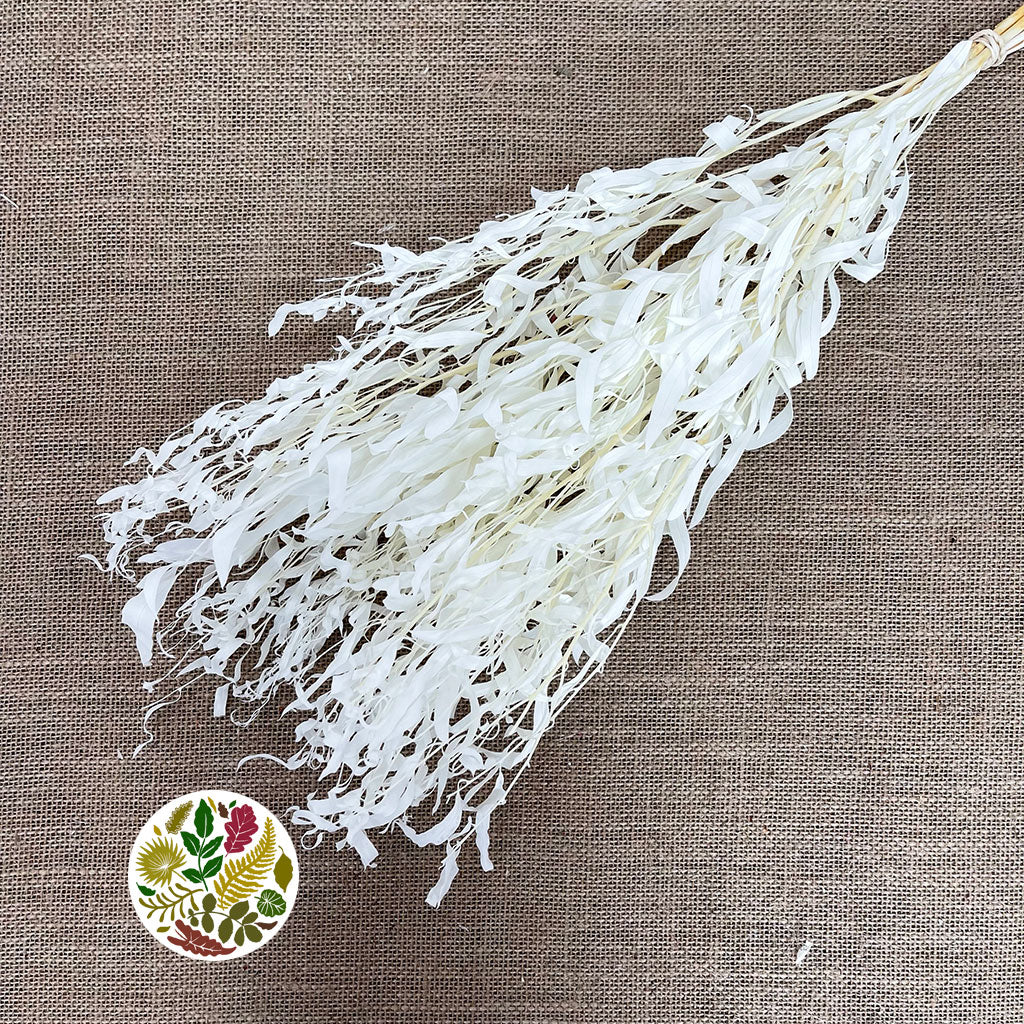 Eucalyptus 'Nicholii' (Bleached) (DRY)