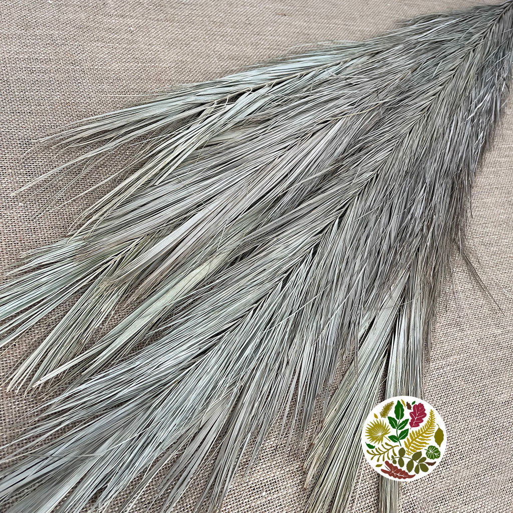 Palm 'Date Palm' (Thin) 65cm (Natural) (DRY)
