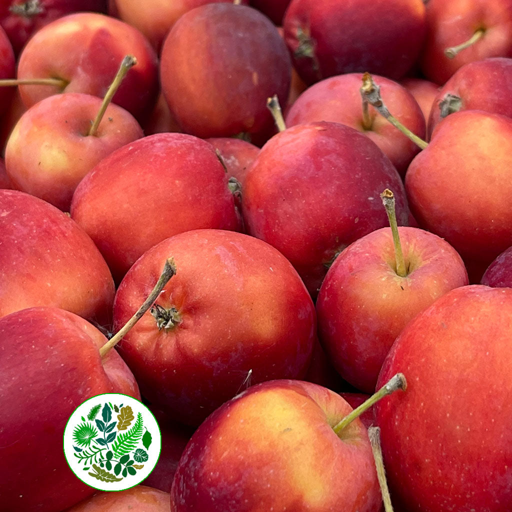 Apples &#39;Red&#39; Tray