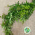 Jasmine 'Foliage' Trailing (Cultivated E) (x10)