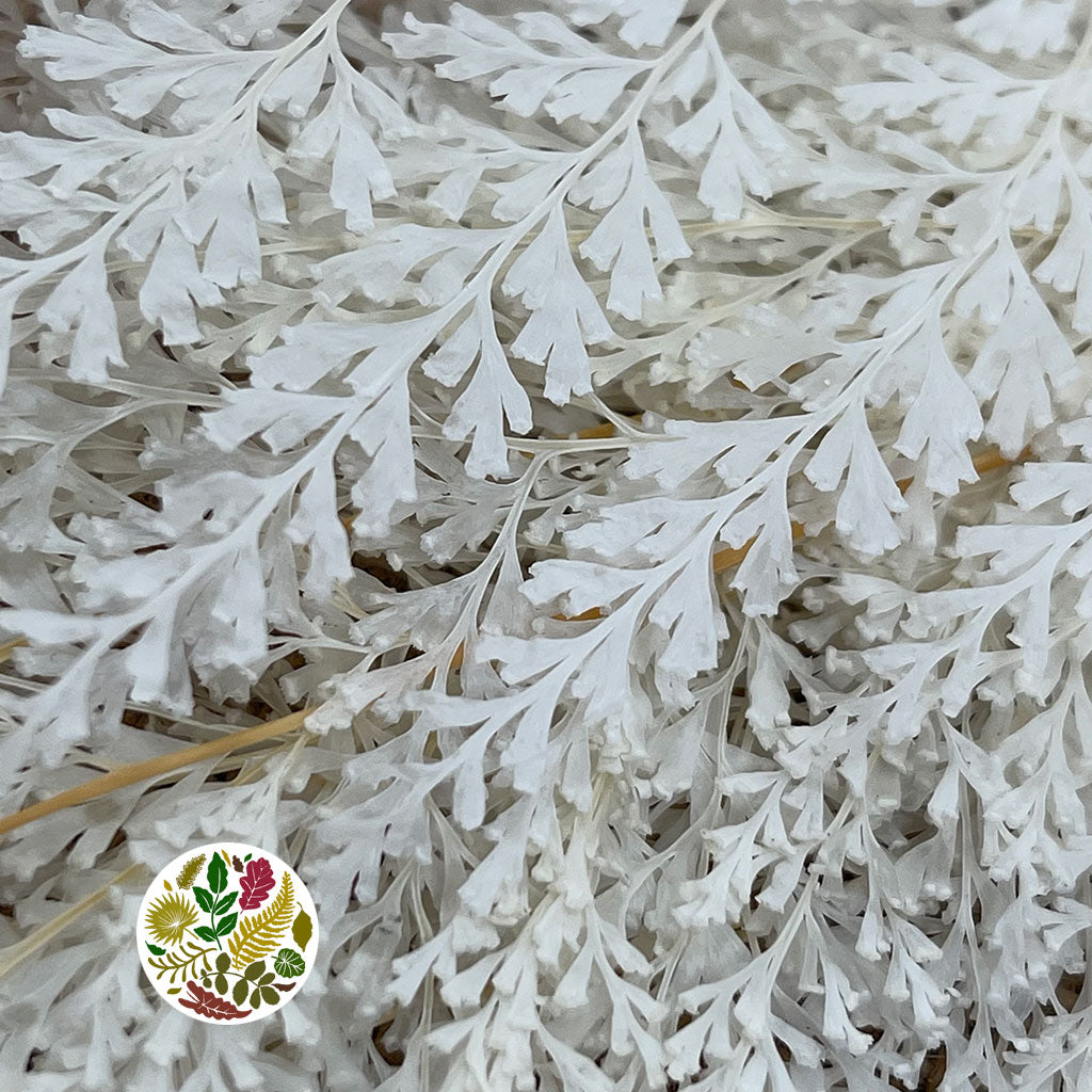 Lace Fern (Bleached) (DRY) (x10)