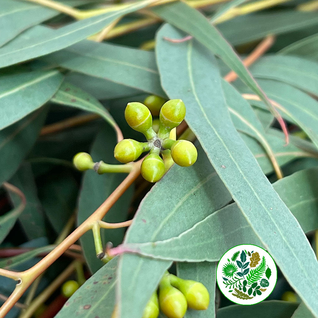 Eucalyptus &#39;Exotica&#39; (300g)