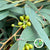 Eucalyptus 'Exotica' (300g)