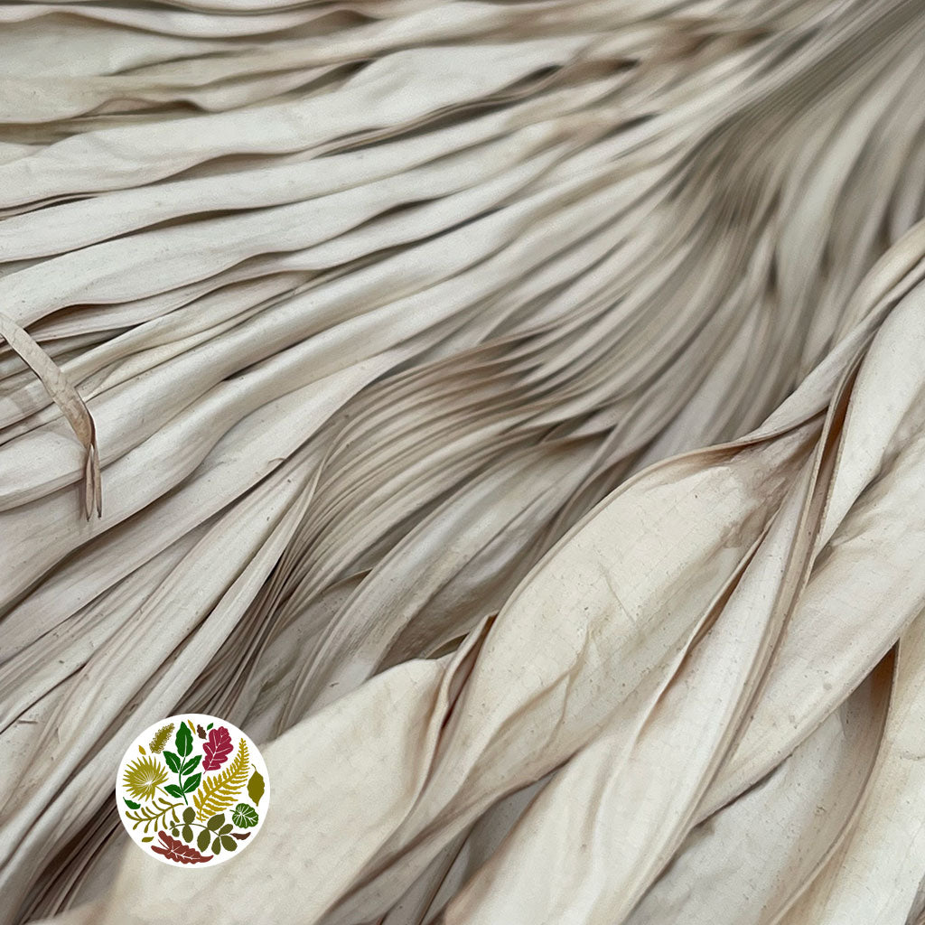 Palm 'Firegrass' (Bleached) (DRY) 60cm