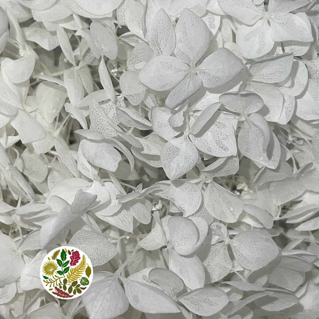 Hydrangea Flower Tower (Bleached) (DRY) 70cm