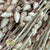 Grass 'Briza' (Natural) (DRY) 50cm
