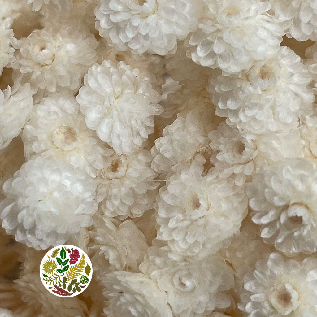 Helichrysum 'Italicum' (Bleached) (DRY)