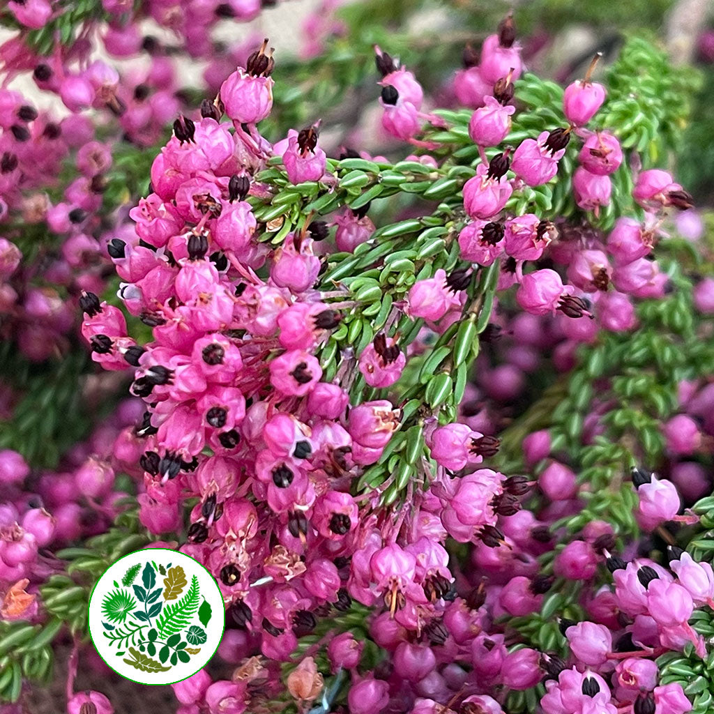 Heather (Erica) 'Bella' (x10) 50cm