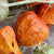 Physalis 'Orange' (Chinese Lanterns) (DRY)