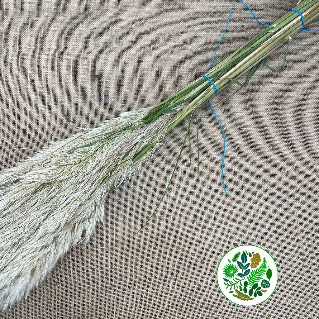 Grass 'Pampas' (Fresh) (Wild) (x25 Approx)