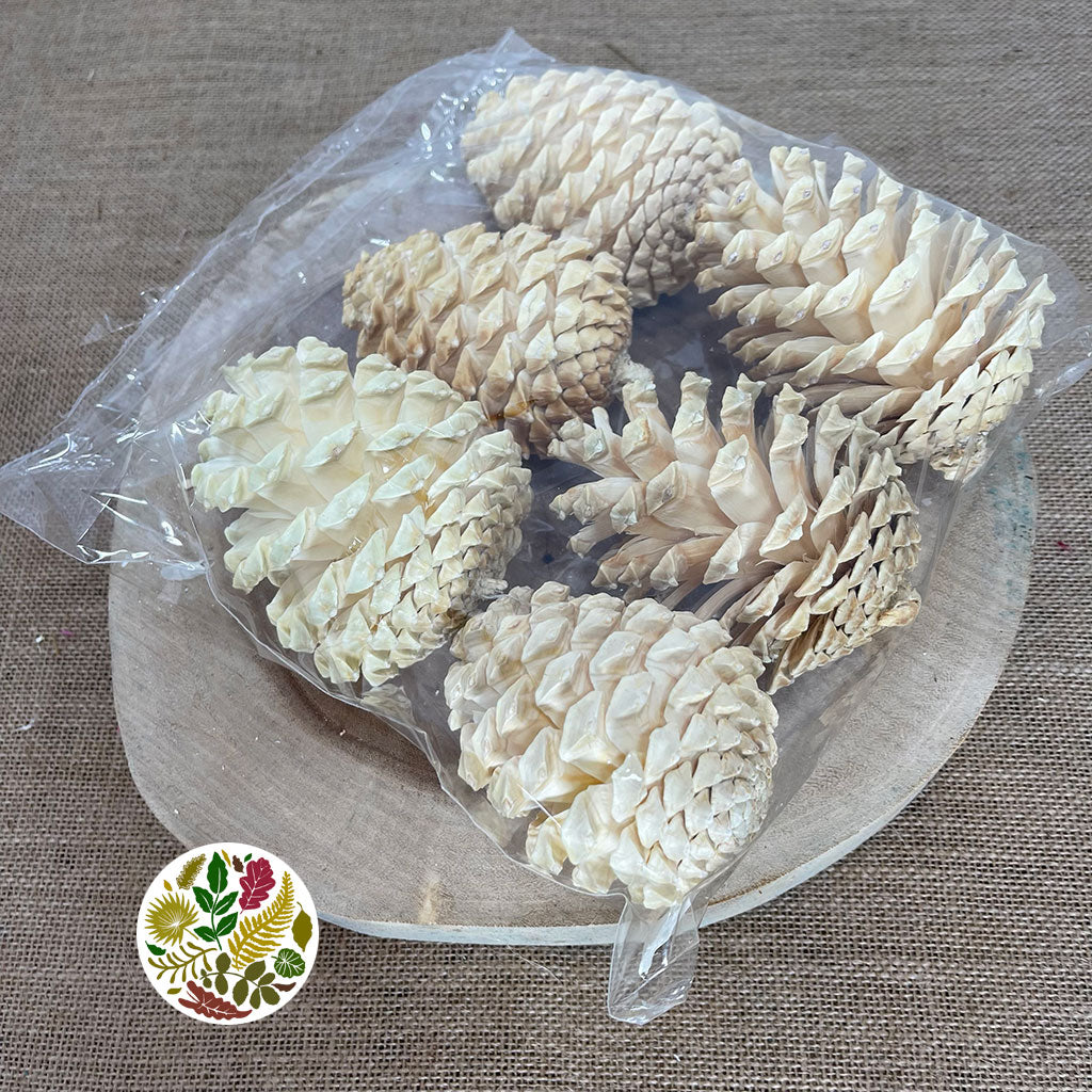 Cones &#39;Maritima&#39; (Bleached) 10-14cm DRY (x6)