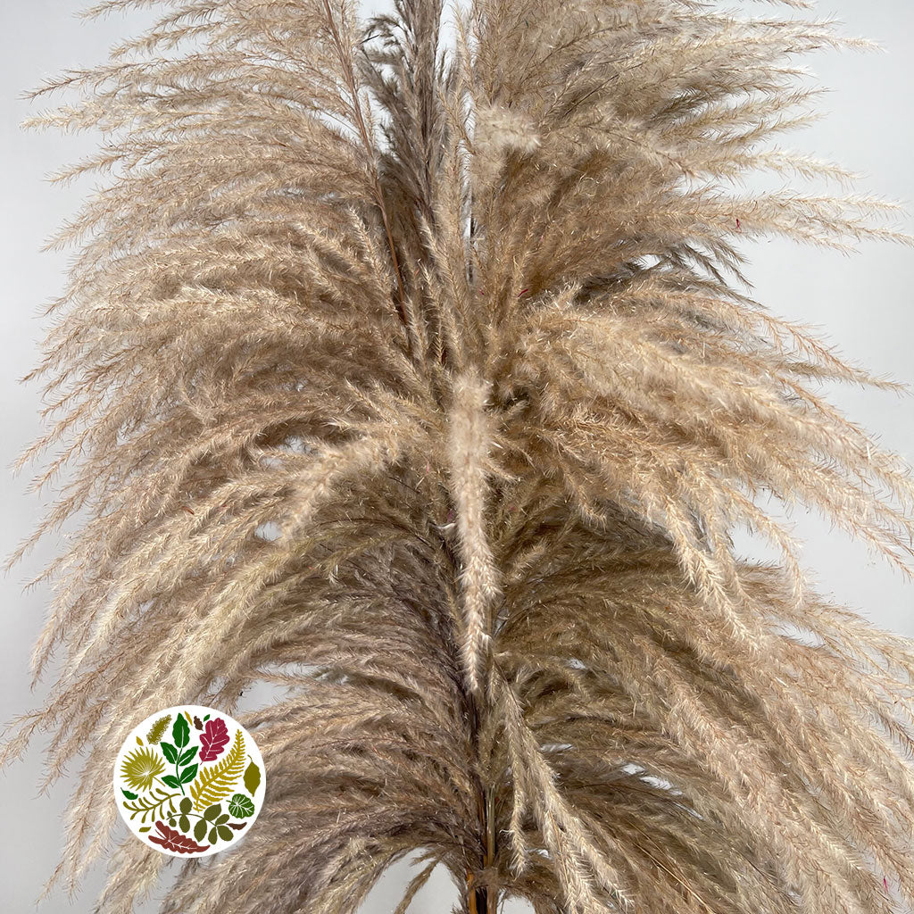 Grass 'Pampas' (Sacuara) (Natural Brown) (DRY) (Various Sizes) (x5)