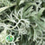 Centaurea 'Cineraria' 40cm (250g)