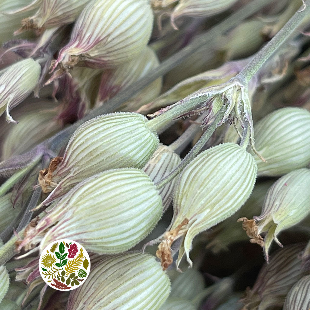 Grass 'Silene Conica' (Natural) (DRY) (Various Sizes)