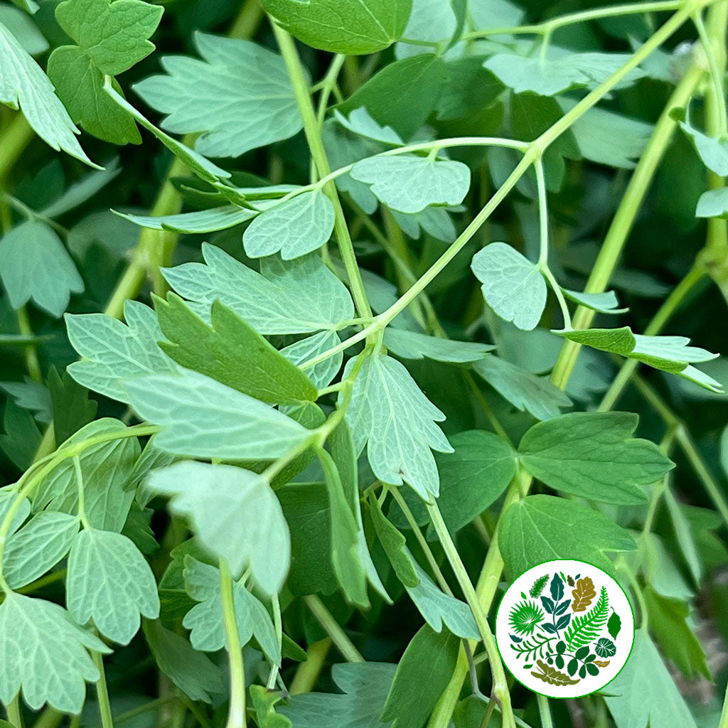 Thalictrum &#39;Foliage&#39; (Cultivated E) (x10)