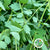 Thalictrum 'Foliage' (Cultivated E) (x10)