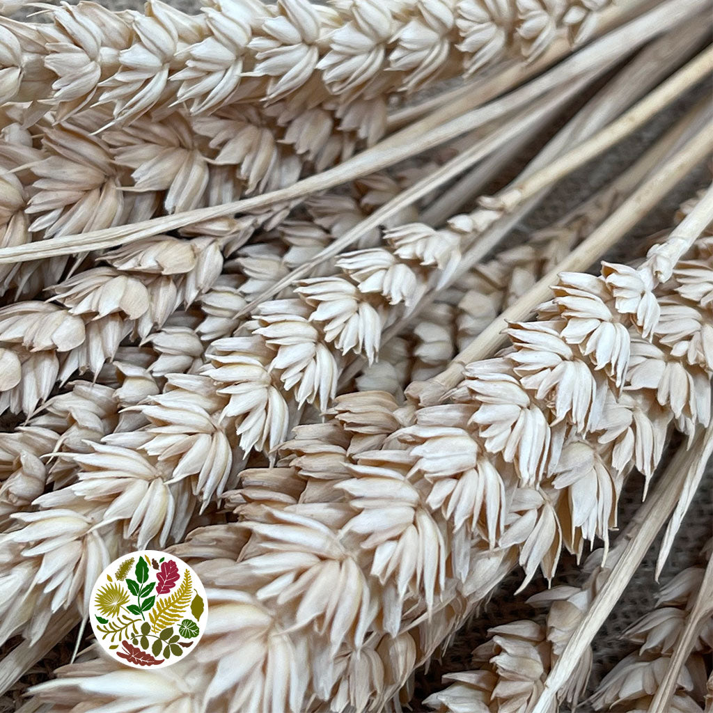 Grass 'Wheat' (Bleached) (Cream) (DRY) Bunch