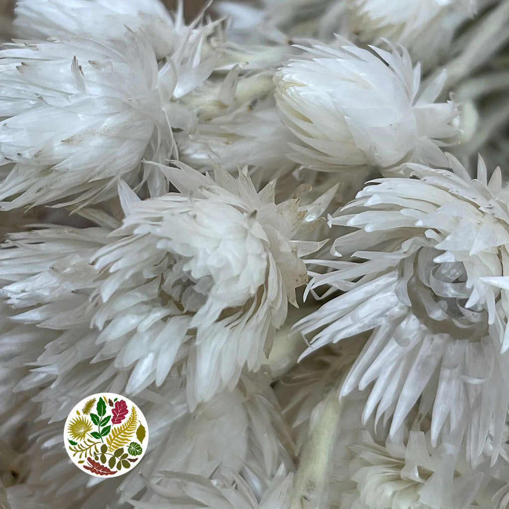 Helichrysum &#39;Capsbloom&#39; (Bleached) (DRY)