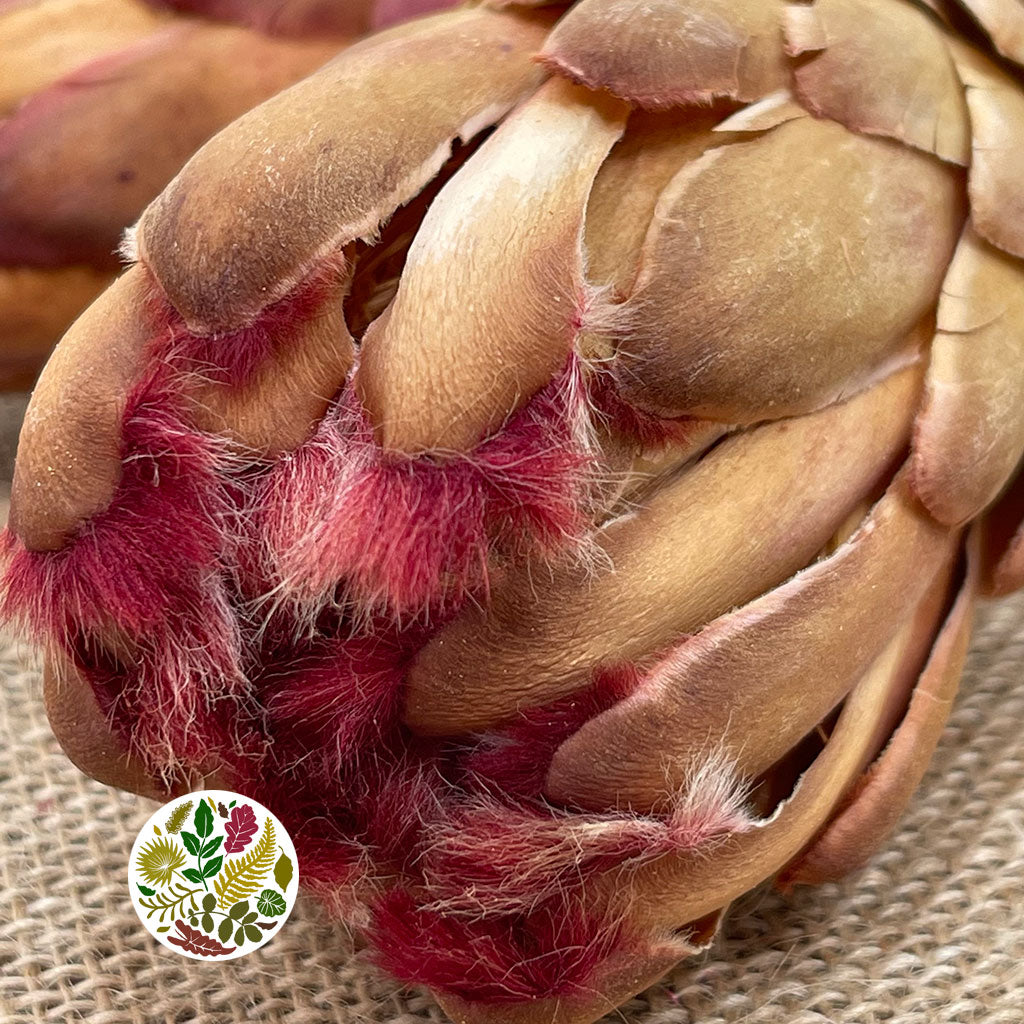 Protea 'Grandiceps' DRY (x2)